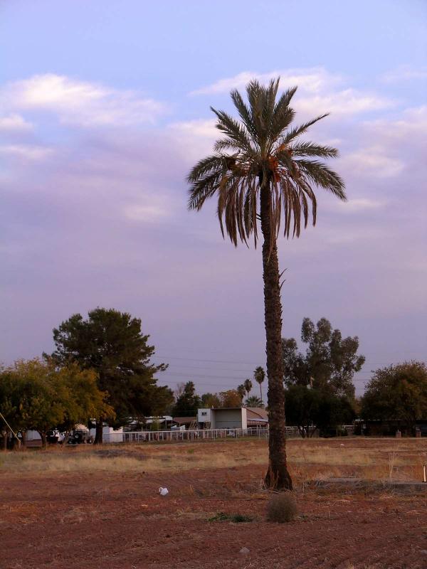 Arizona winter sunset