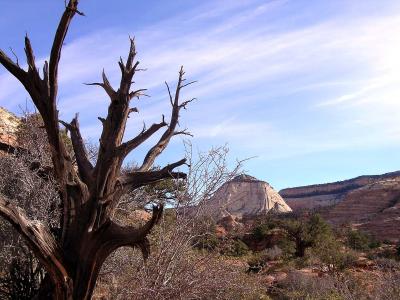 Old Tree, Zion National Park, UT.