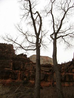 Twin Trees Zion National Park, UT