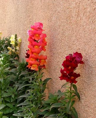 Snapdragons at Tlaquepaque Shopping Village, Sedona, AZ