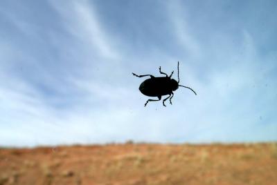 Bug on the window