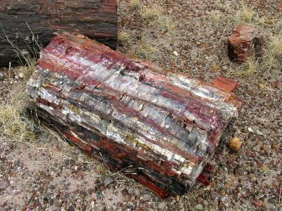 Petrified Forest - Painted Desert