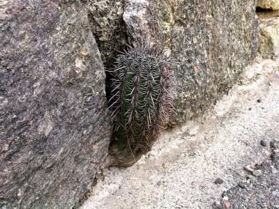 Saguaro National Park East