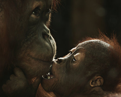 Orangutans