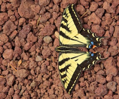 Two-tailed Swallowtail Butterfly