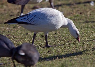 Ross's Goose