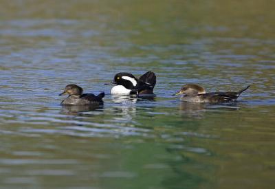 Hooded Merganssers