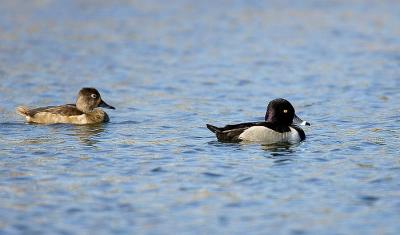 Ring Neck Ducks