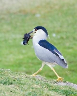 Dinner