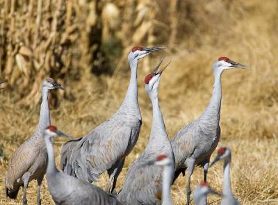 Sandhill Cranes Squawking