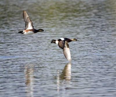 g3/26/481826/3/54062827._H9M5087wigeons2fly.jpg
