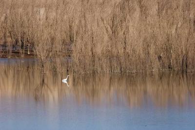 Solitude