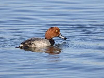 g3/26/481826/3/54700850.7536redheadw.jpg
