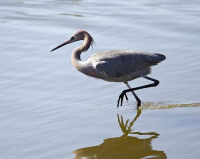 Reddish Egret