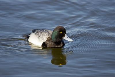 g3/26/481826/3/55122193.7557greaterscaupw.jpg