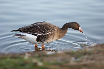 Greater White-fronted Goose