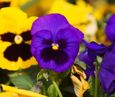 Pansy