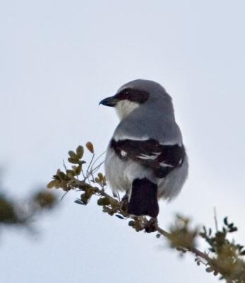 Loggerhead Shrike