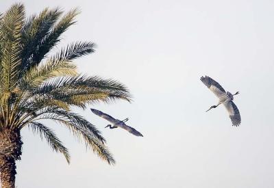 The Chase
