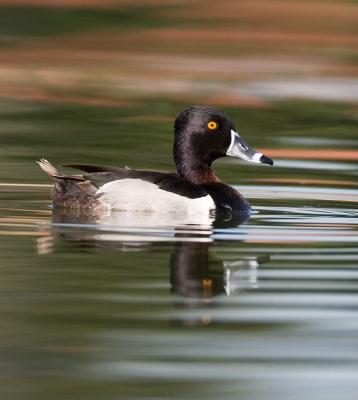 g3/26/481826/3/55480324._MG_6508ringneckedduckW.jpg