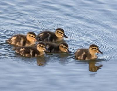 g3/26/481826/3/55480360._MG_8313ducklingsw.jpg