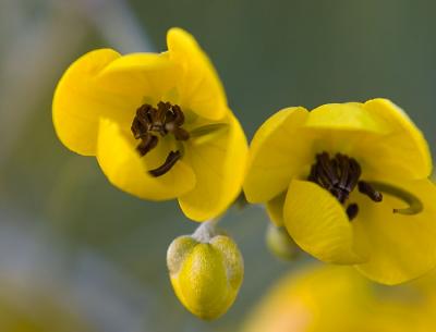g3/26/481826/3/55912658.7071yellowsmallflw.jpg