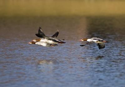 g3/26/481826/3/56056626.2138threeunkducksflyw.jpg