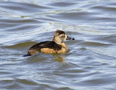 g3/26/481826/3/56077787.0001fringneckedduckw.jpg