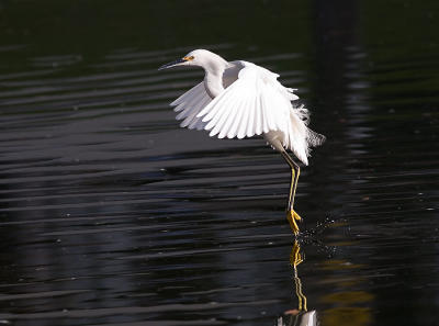 Snowy Egret