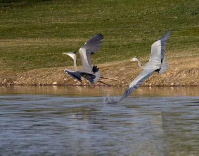 The Chase