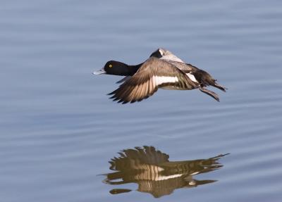 Ring-necked Duck