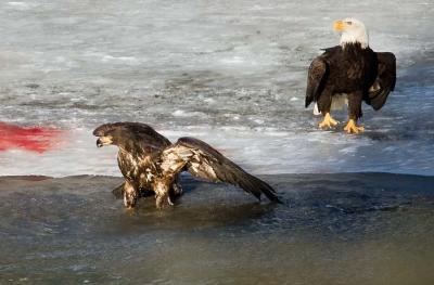 Russian River Bald Eagles