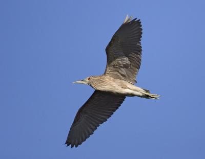 Juvenile Black-crowned Night Heron
