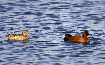 Cinnamon Teals