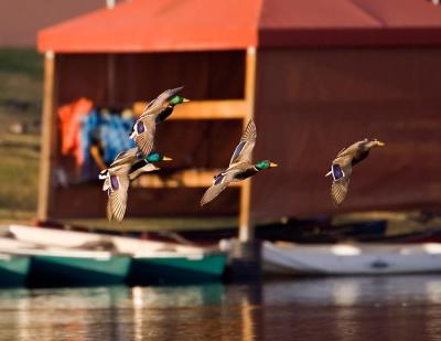 Mallards By The Boathouse