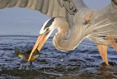 g3/26/481826/3/57698598.6792gbhspwingfishwclosew.jpg