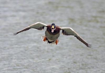 Coming Right At You !