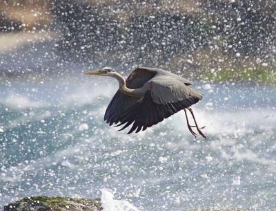 Sea Spray Take-Off