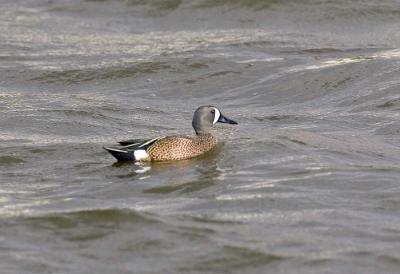 Blue-winged Teal