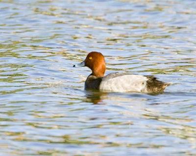 g3/26/481826/3/58704127.9534Redheadw.jpg