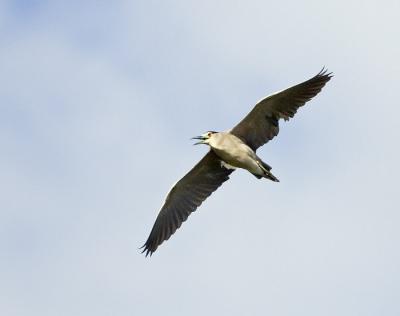 g3/26/481826/3/58828173.9301BCNHFLYw.jpg