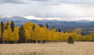 Autumn in Flagstaff