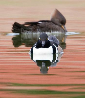 Hooded Merganser