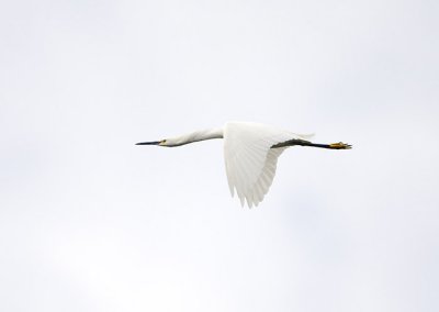 Snowy Egret