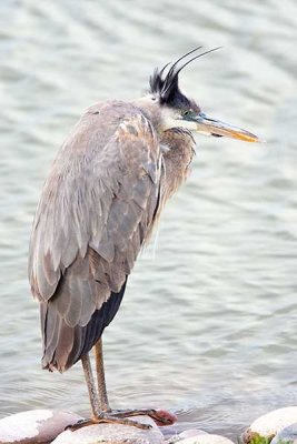 Bad Hair Day ?