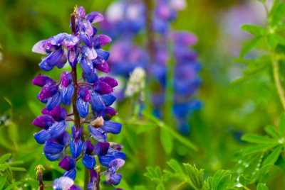 Alaskan Lupin