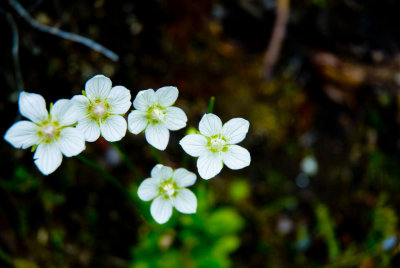 Denali flora