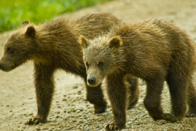 Brown Bear Cubs