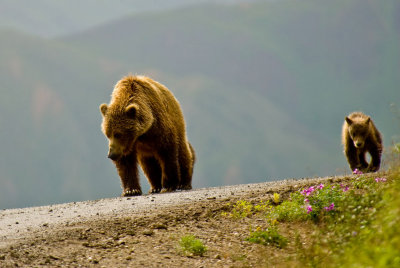 Mother and Cub