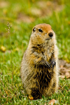 Alaskan Ground Squirel